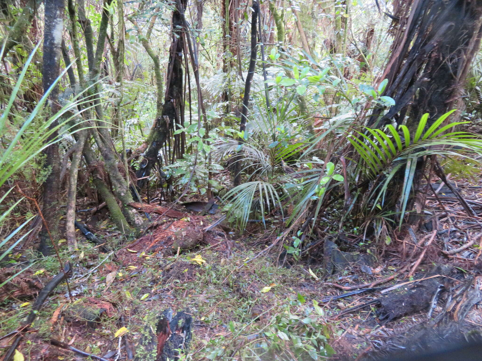 Image of Long-Leaf Basket Grass