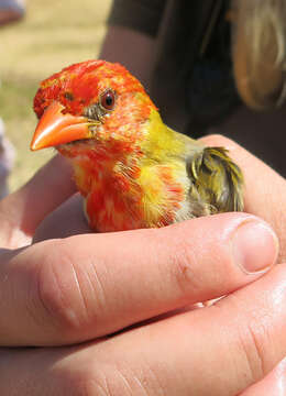 Imagem de Anaplectes rubriceps rubriceps (Sundevall 1850)