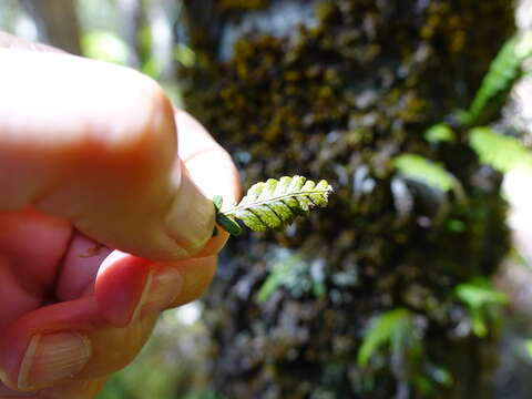 Plancia ëd Notogrammitis heterophylla (Labill.) Parris