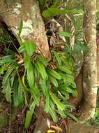 Image of Bulbophyllum affine Wall. ex Lindl.