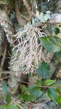 Image of Montagne's roccella lichen