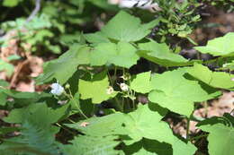 Image of thimbleberry