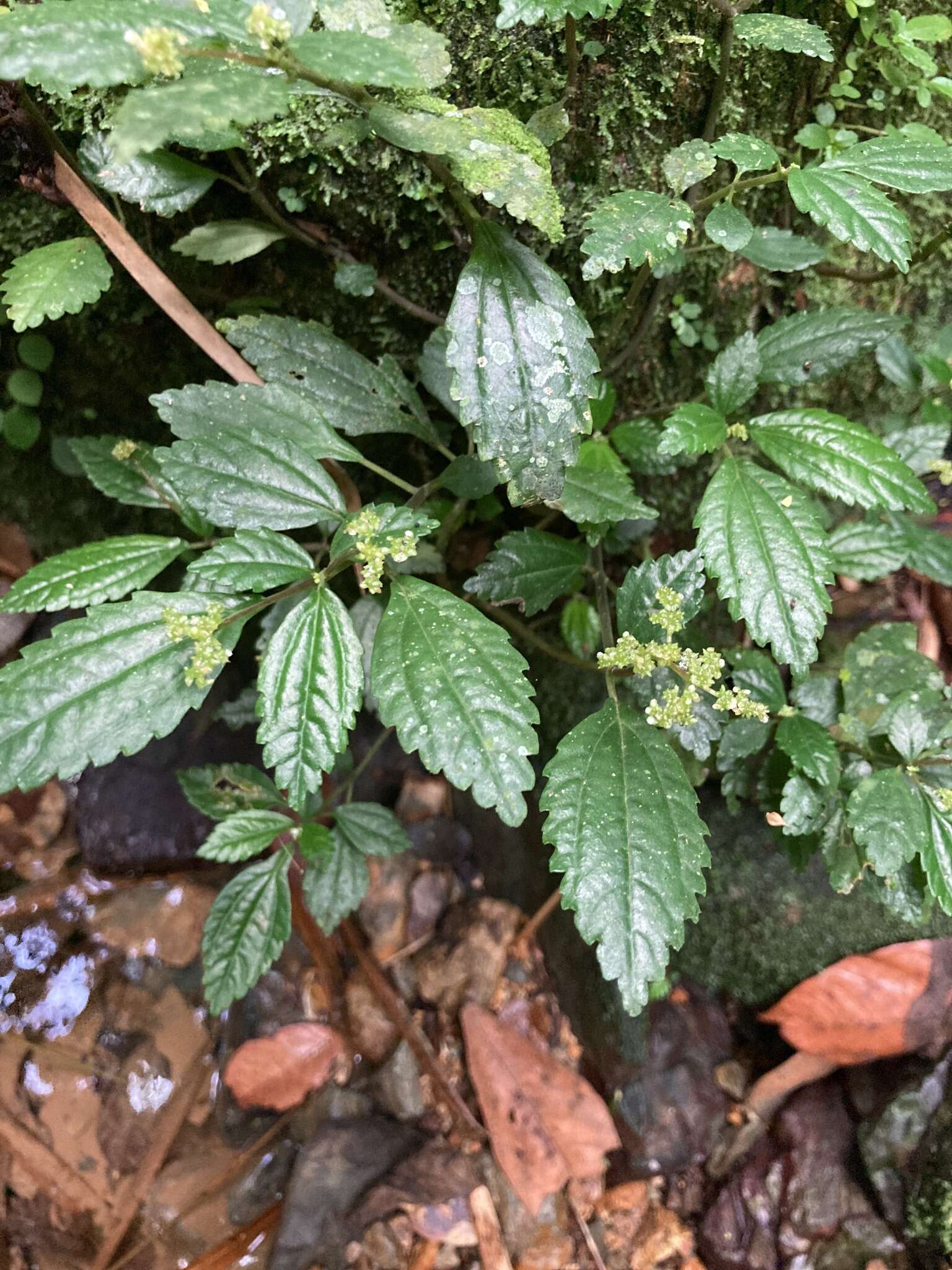 Image of West Indian Clearweed