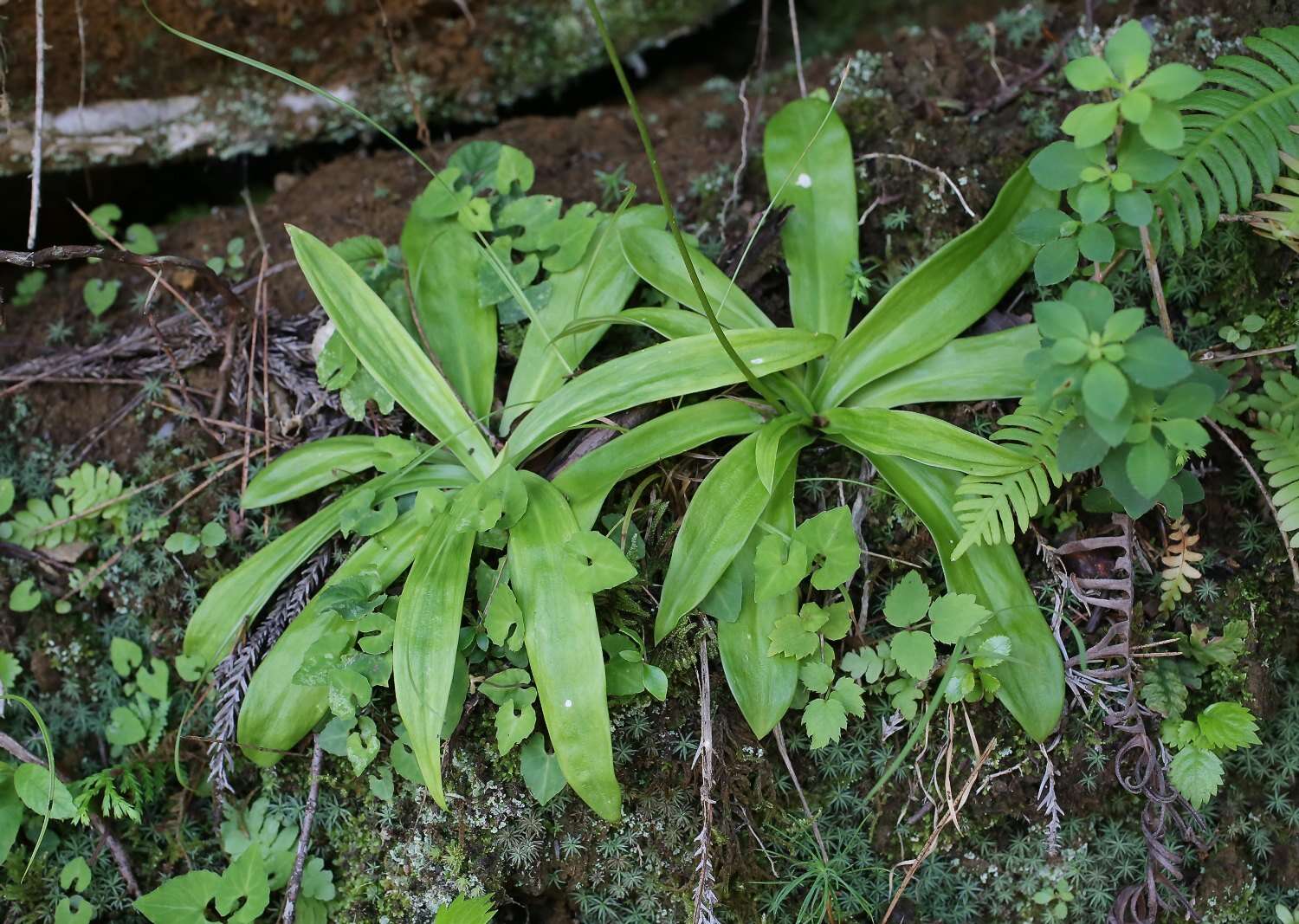 Image of Metanarthecium luteoviride Maxim.