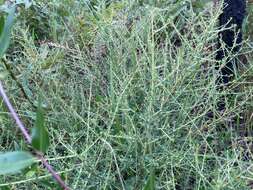 Image of littleleaf buckbrush