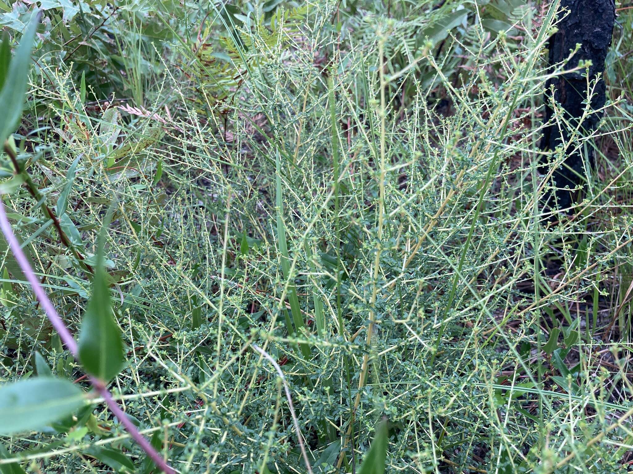 Image of littleleaf buckbrush