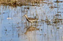 Image of Wood Sandpiper