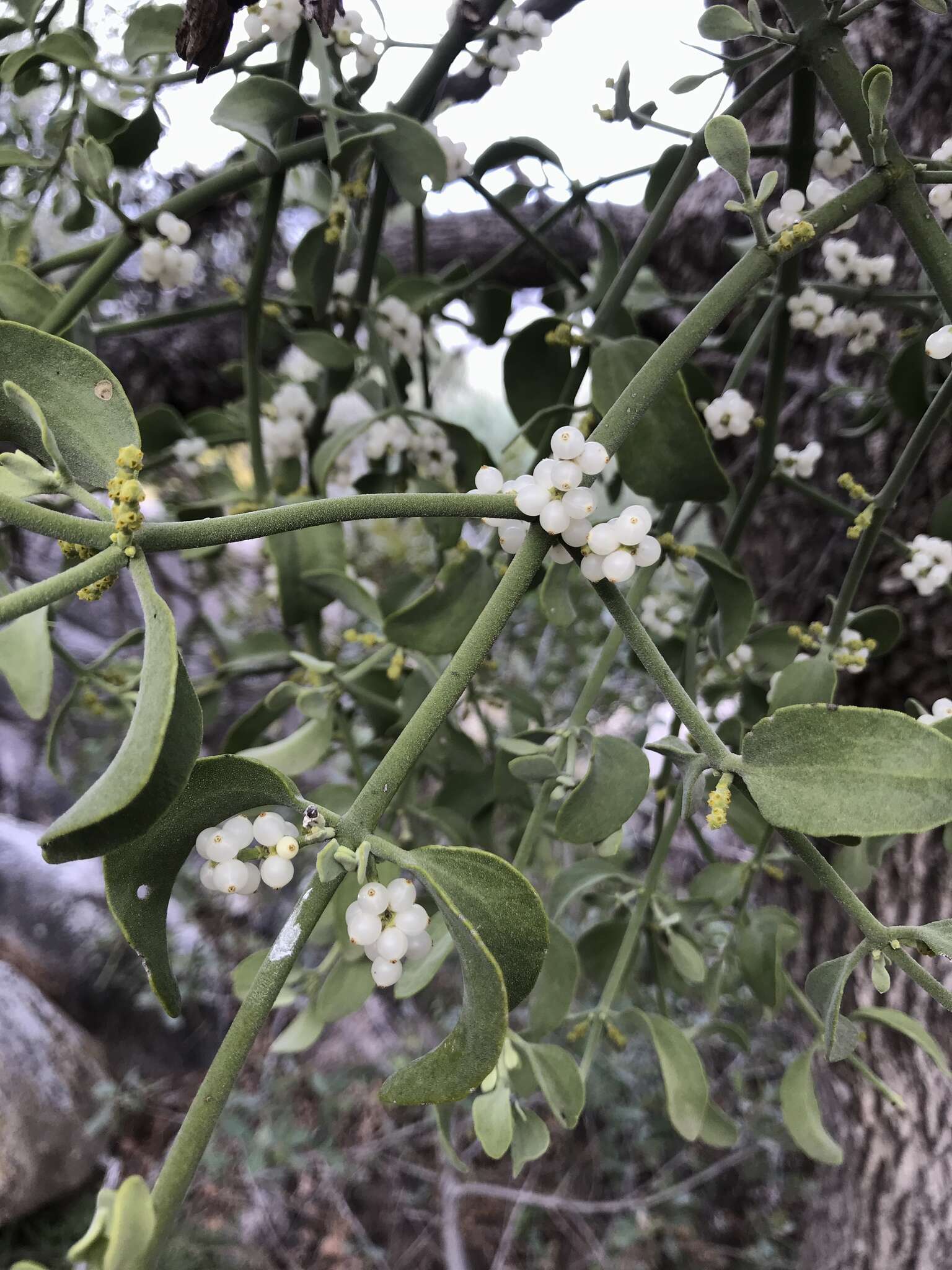 Image of Cory's mistletoe