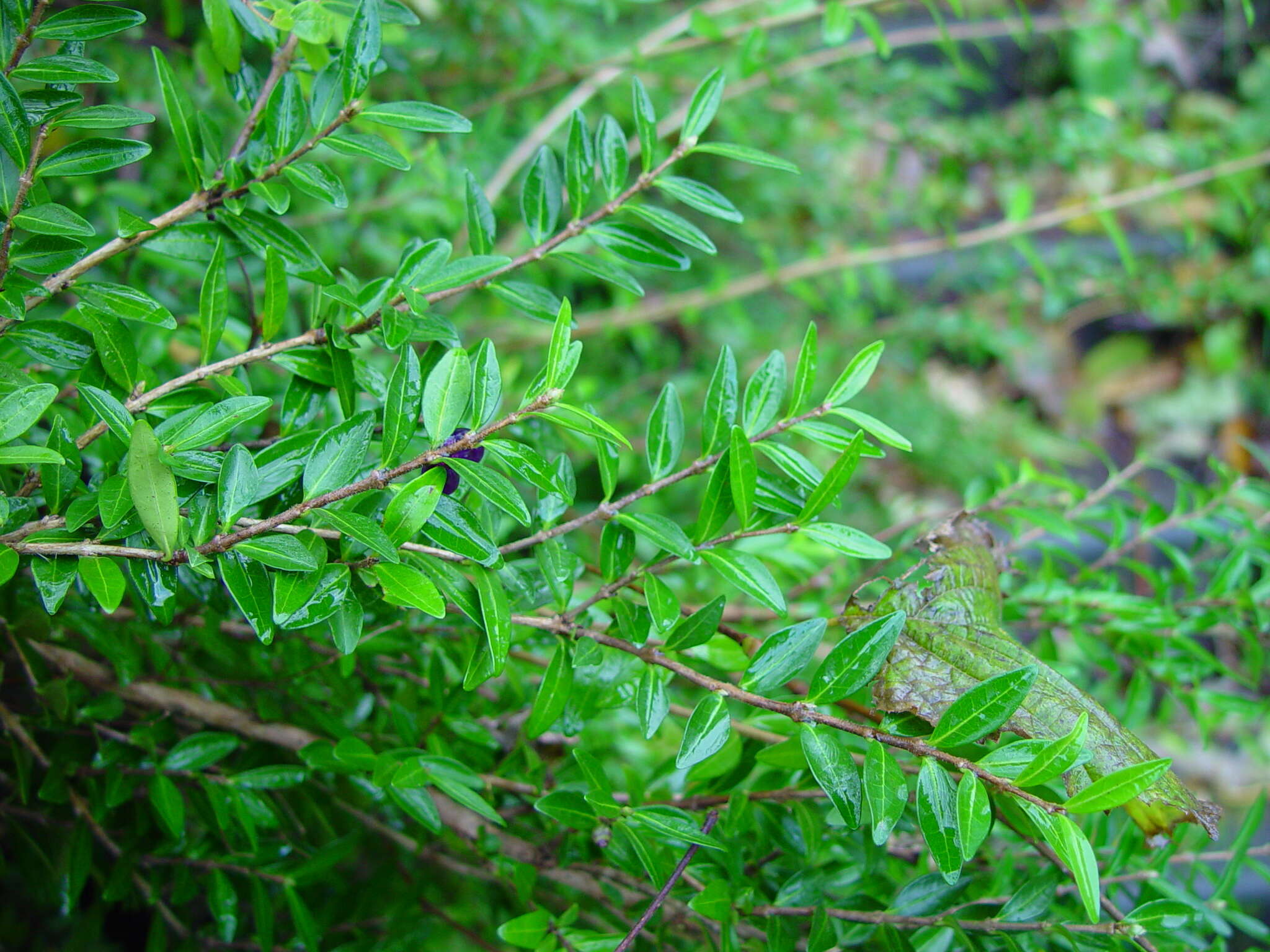 Image of box-leaf honeysuckle