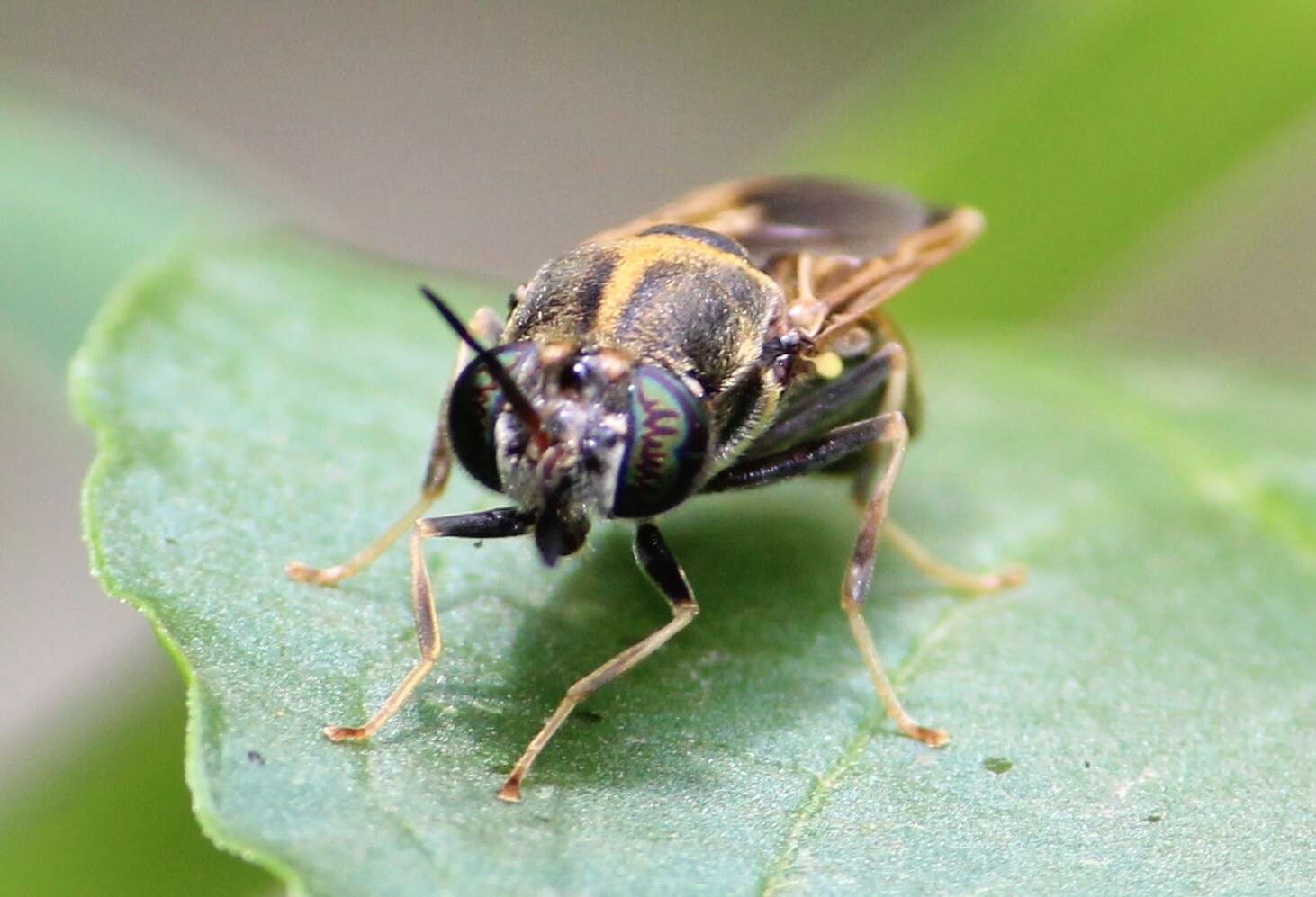 Image of Hermetia aurata Bellardi 1859