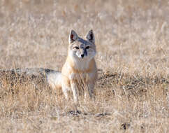 Image of swift fox