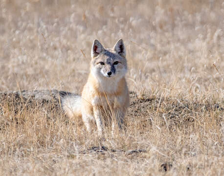 Image of swift fox