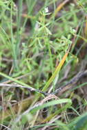 Image of threepetal bedstraw