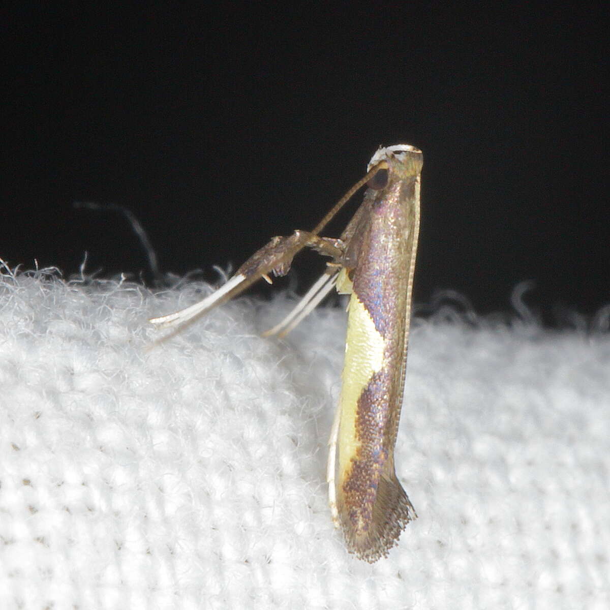 Image of Caloptilia belfragella (Chambers 1875)