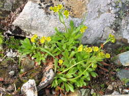 Image of Saxifraga seguieri Sprengel