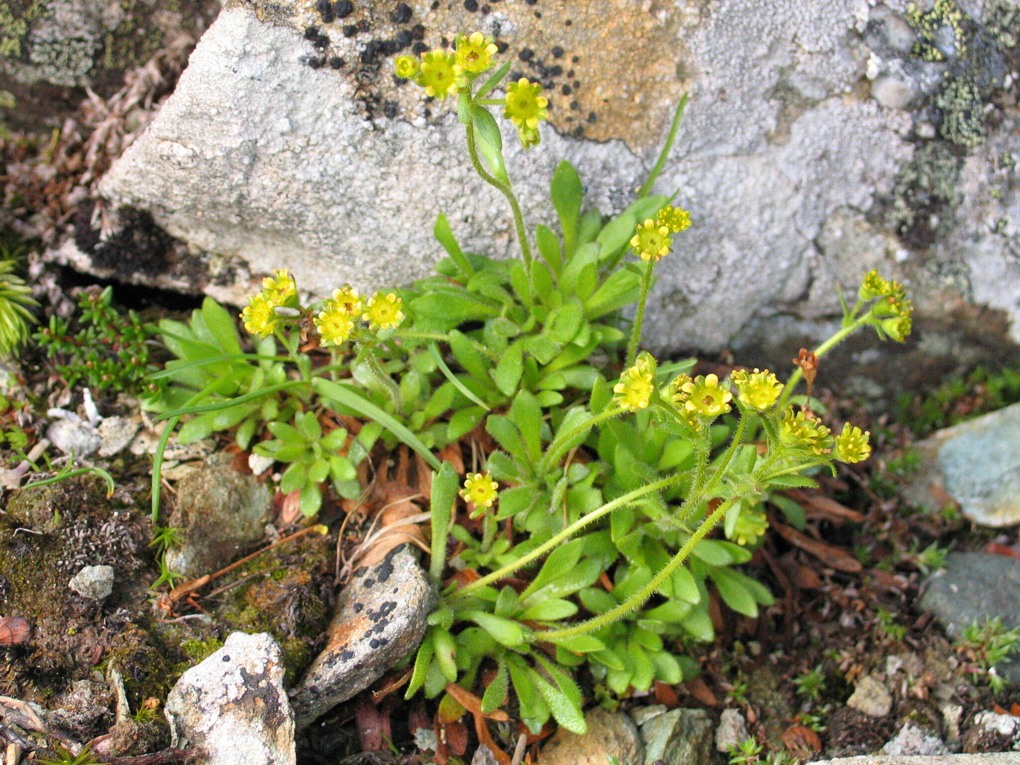 Imagem de Saxifraga seguieri Sprengel