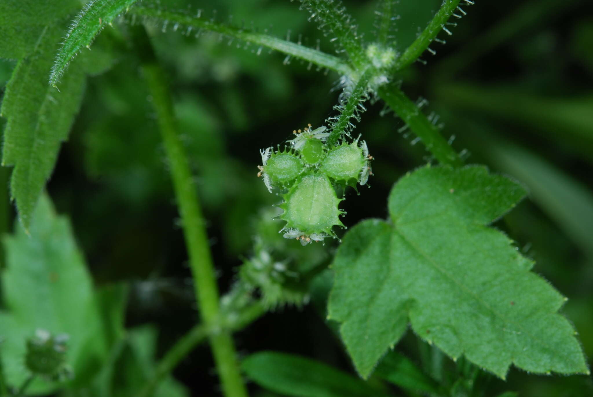 Image of Drusa glandulosa (Poir.) H. Wolff ex Engl.