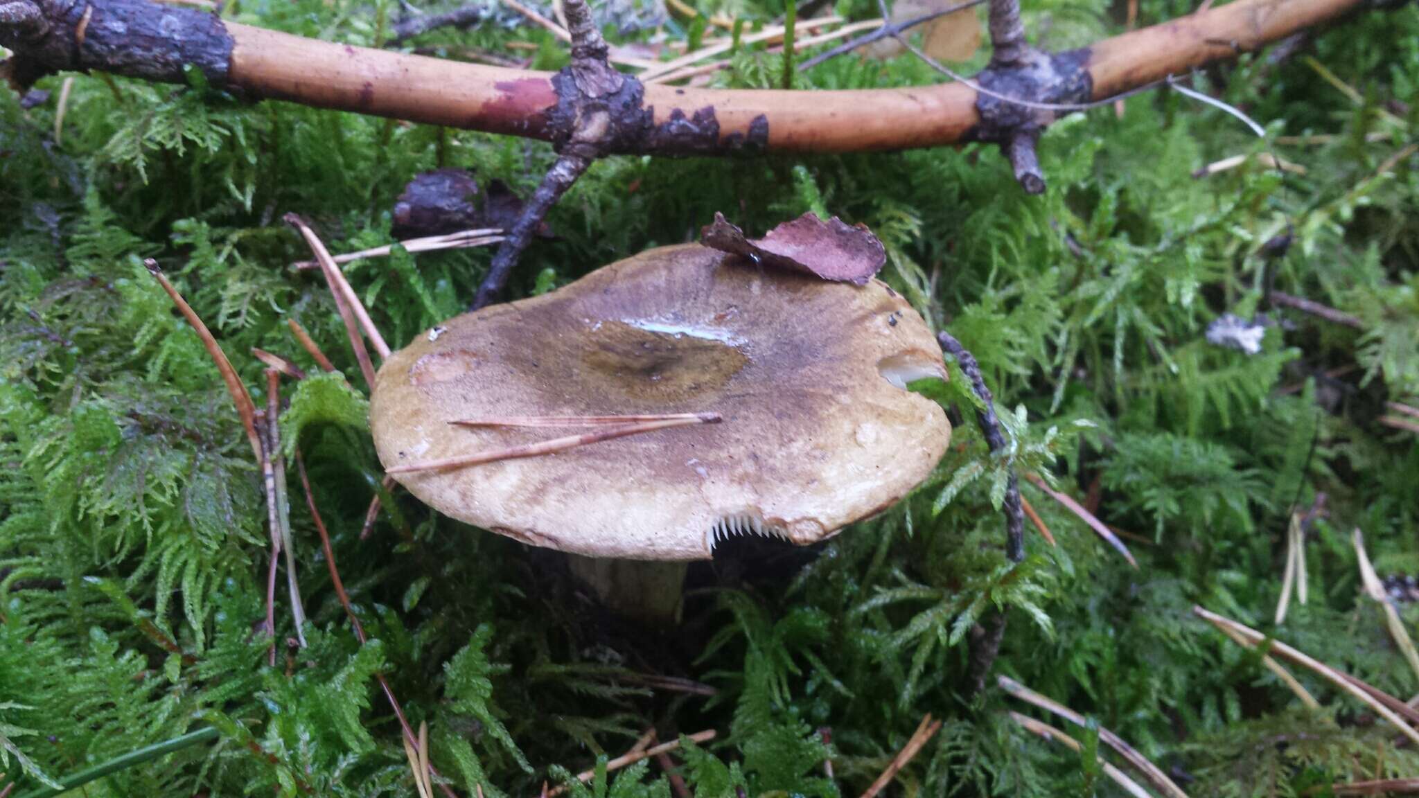 Image of Ugly Milk-cap