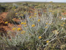 Image de Helichrysum tricostatum (Thunb.) Less.