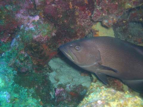 Image of Crossband Rockfish