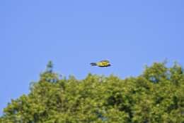 Image of Doherty's Bush Shrike