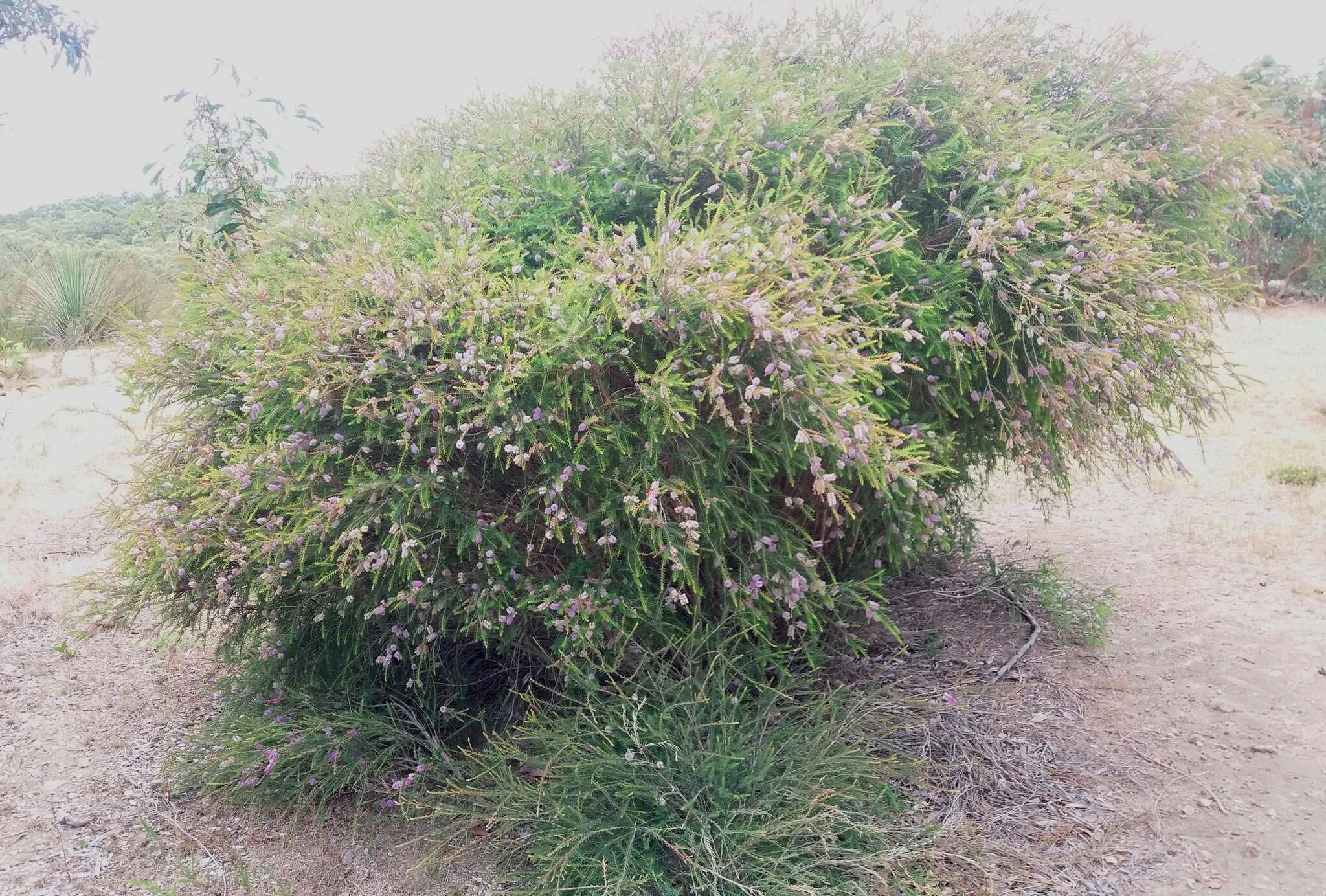 صورة Melaleuca decussata R. Br.