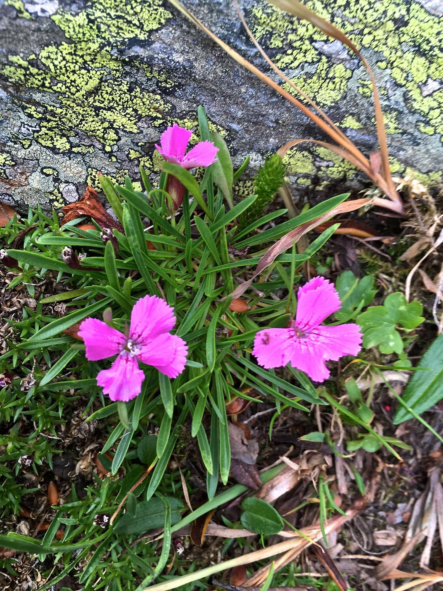 صورة Dianthus glacialis Haenke