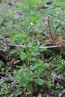 Corydalis capnoides (L.) Pers. resmi