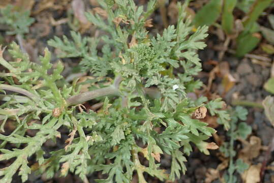 Image de Glebionis coronaria (L.) N. N. Tzvel.