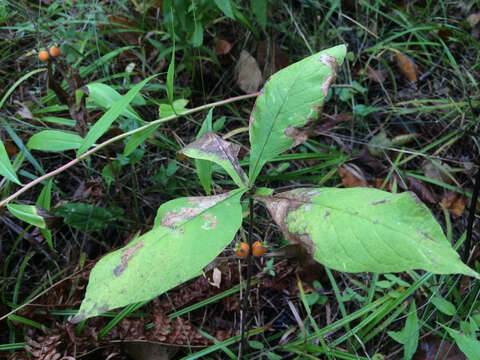 Image of orangefruit horse-gentian