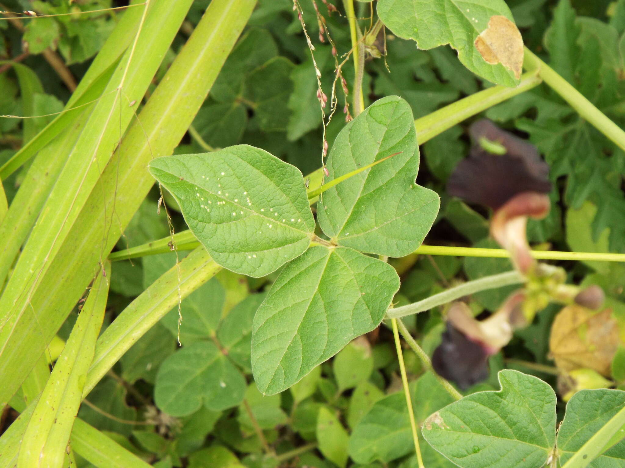 Macroptilium atropurpureum (DC.) Urb. resmi