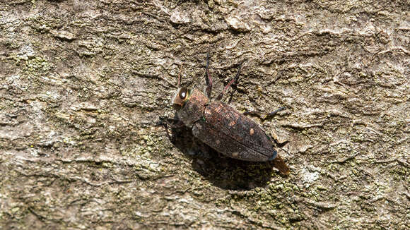 Image of Chrysobothris affinis (Fabricius 1794)