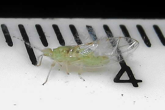 Image of Psyllid