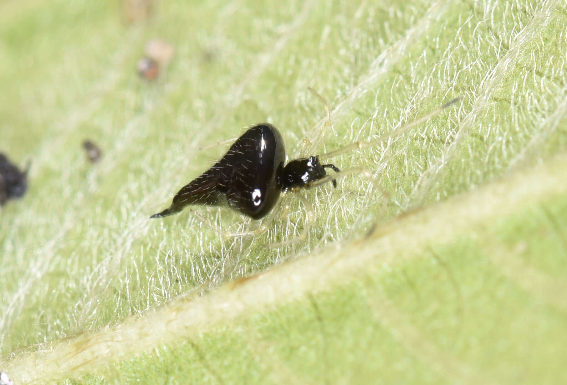 Sivun Chikunia nigra (O. Pickard-Cambridge 1880) kuva