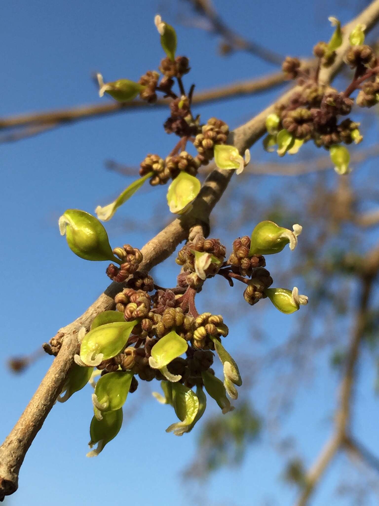 Holoptelea integrifolia (Roxb.) Planch. resmi