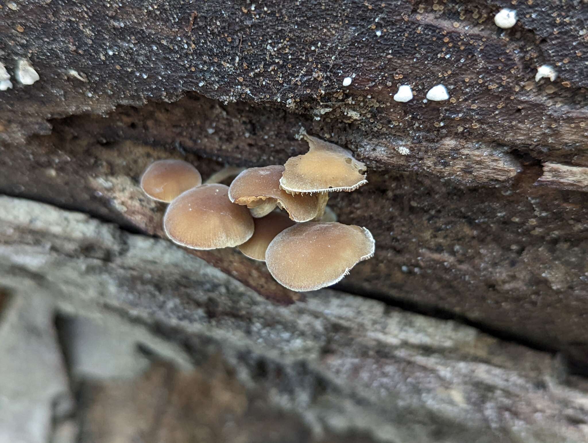 Image of Simocybe serrulata (Murrill) Singer 1962