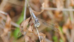 Image de Dasythemis mincki (Karsch 1890)