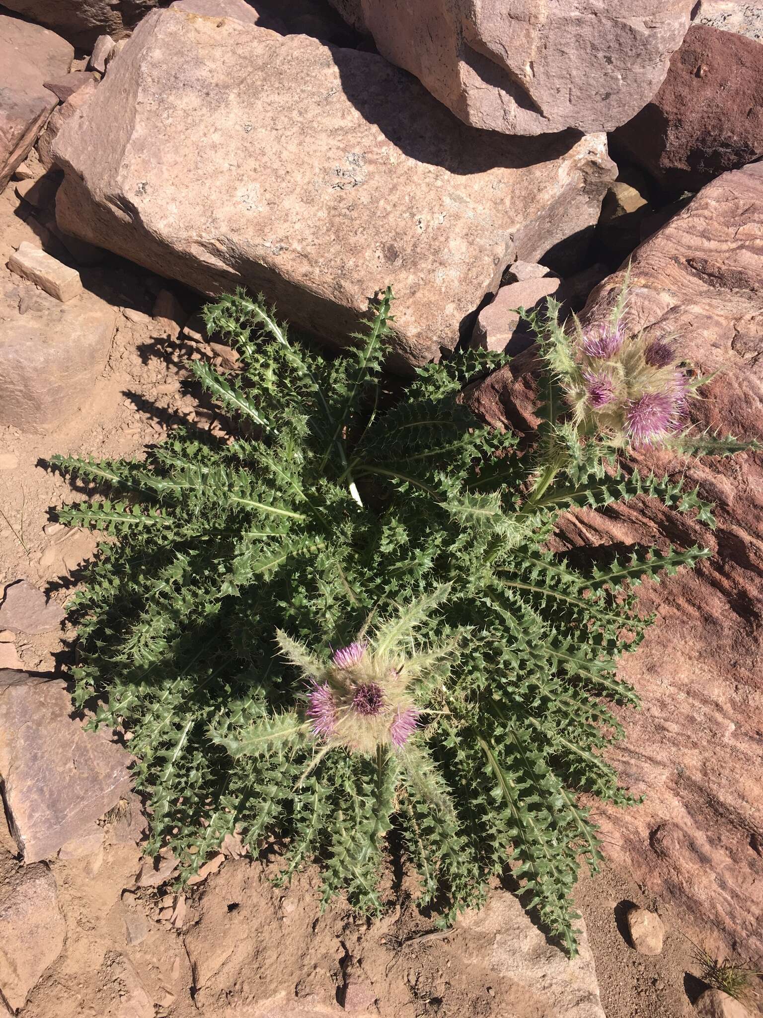 Plancia ëd Cirsium eatonii var. murdockii S. L. Welsh