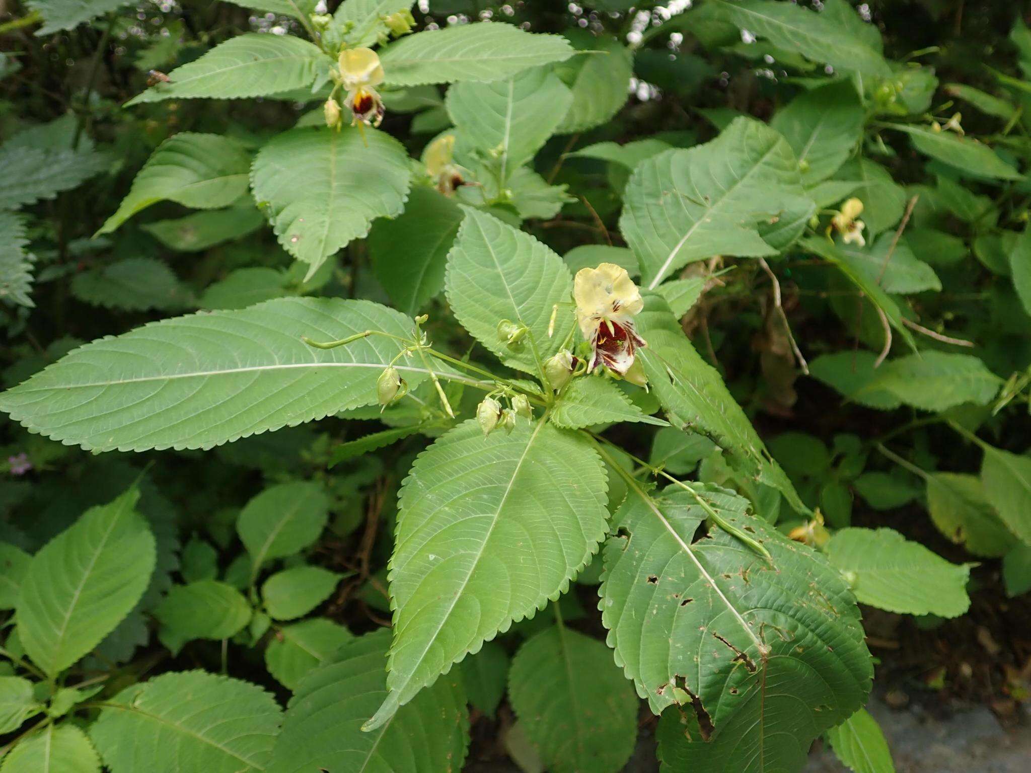 Image of Impatiens edgeworthii Hook. fil.