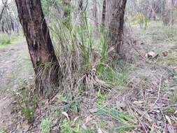 Image of Cryptandra parvifolia (Hook.) Hook. fil.