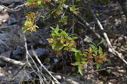 Image of Zabelia corymbosa (Regel & Schmalh.) Makino