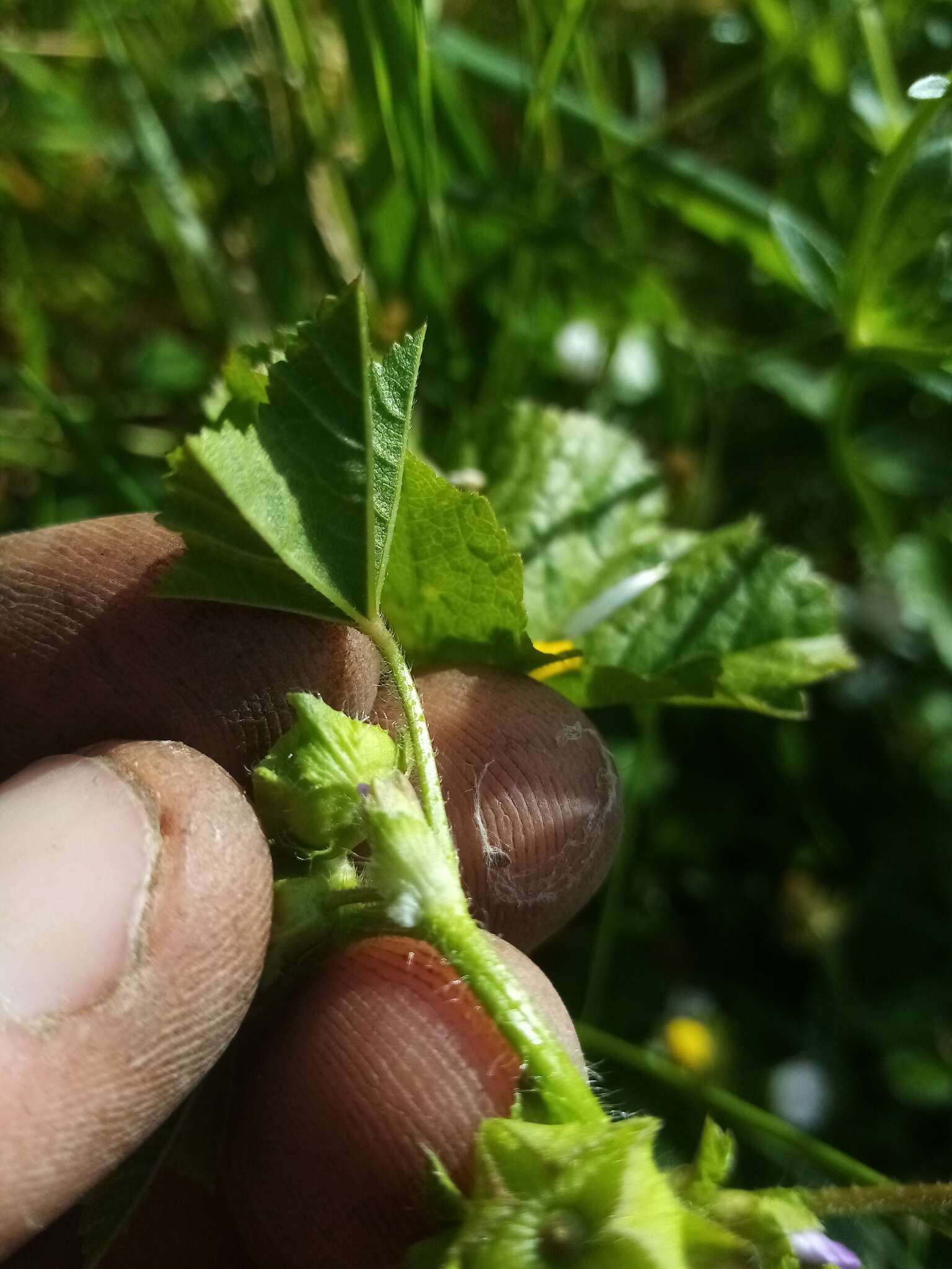 Image of bull mallow