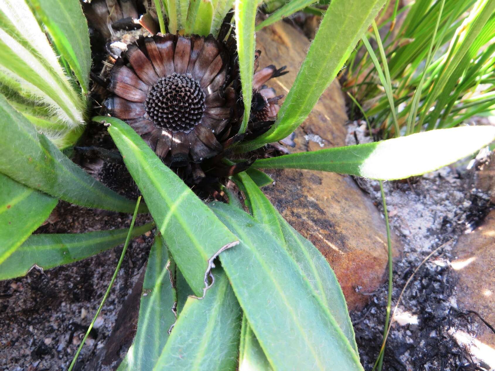 Imagem de Protea scabra R. Br.