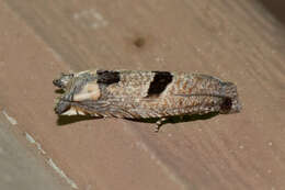 Image of Sunflower Bud Moth