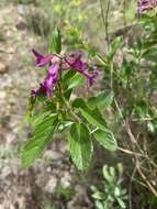 Image de Ocimum serratum (Schltr.) A. J. Paton