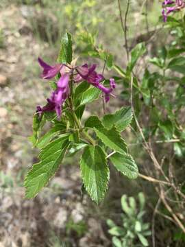 Image de Ocimum serratum (Schltr.) A. J. Paton