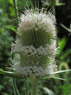 Image of cutleaf teasel