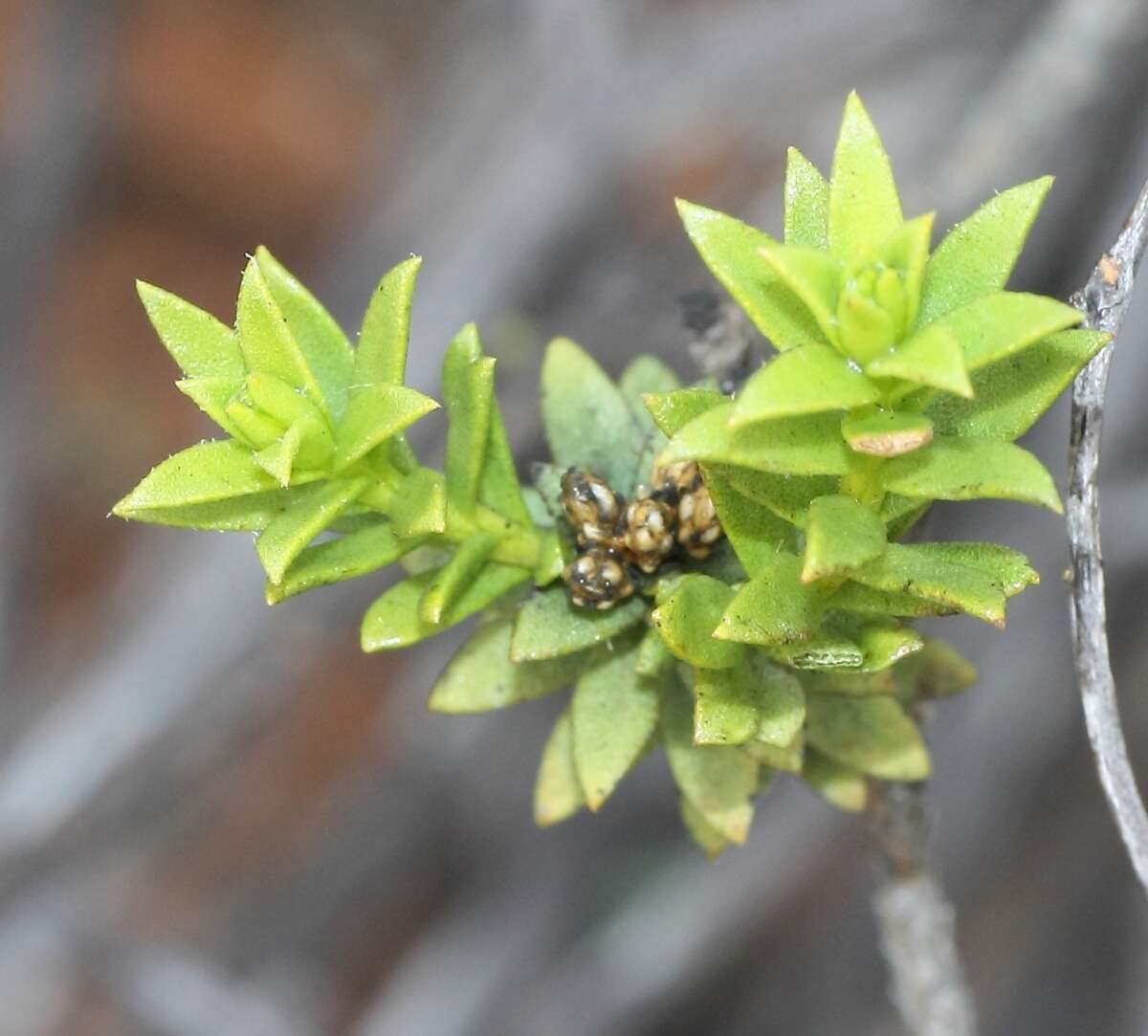 Plancia ëd Oedera resinifera (Bremer) A. A. Anderberg & K. Bremer