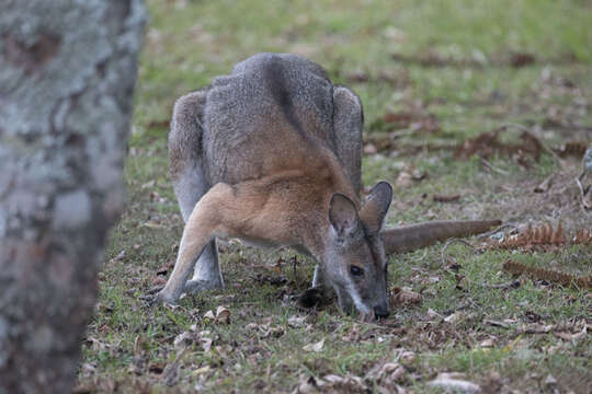 Image of Black-striped Scrub Wallaby