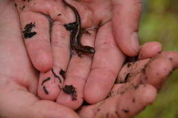 Image of Flat-headed Salamander